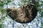 Điều lực lượng PCCC tiêu diệt… đàn ong khủng đốt chết người
