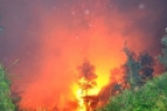 7ha rừng TP.HCM bị cháy rụi trong đêm